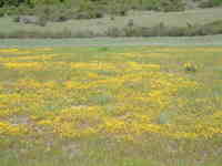 Restored habitat at edgewood 2007